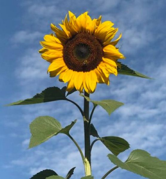 File:SESOTT195 Image4.jpg