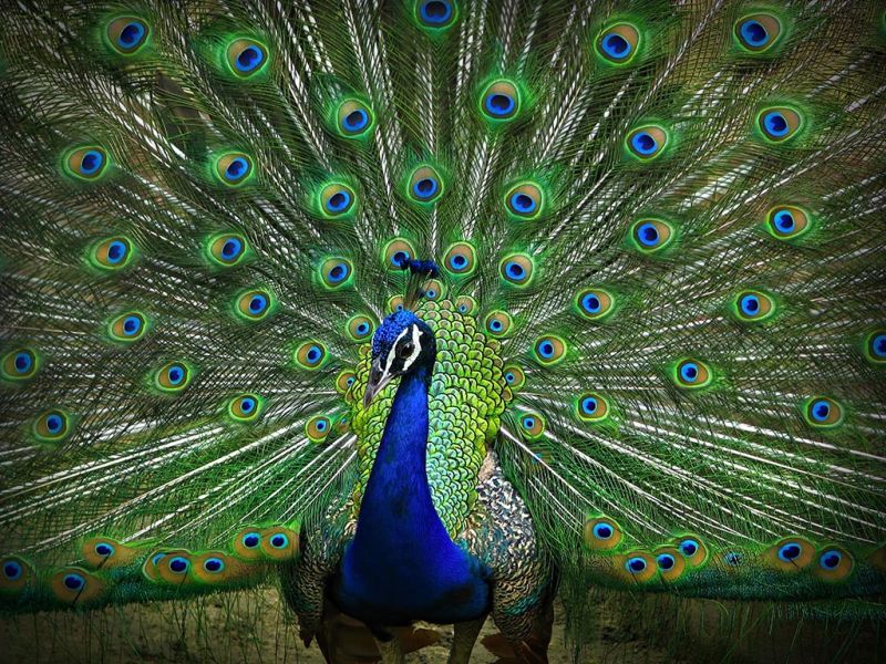 File:Peacock.jpg