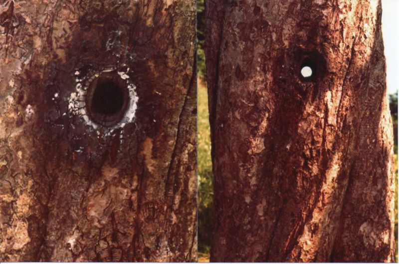 File:Meier20210126 15310407.jpg