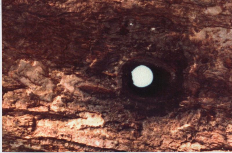 File:Meier20210126 15285618.jpg