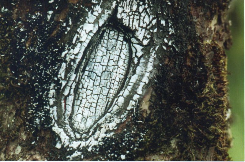 File:Meier20210126 15240149.jpg