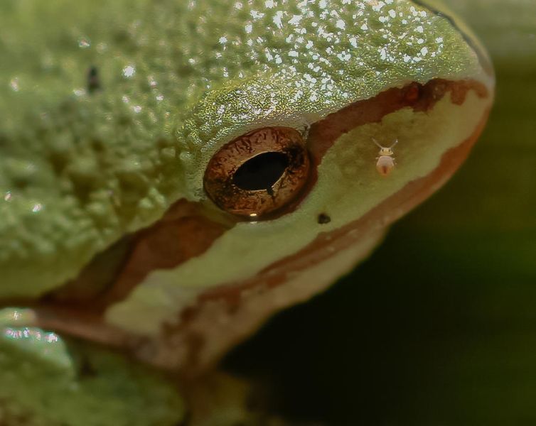 File:Frog-skin-mitch-shindelbower.jpg