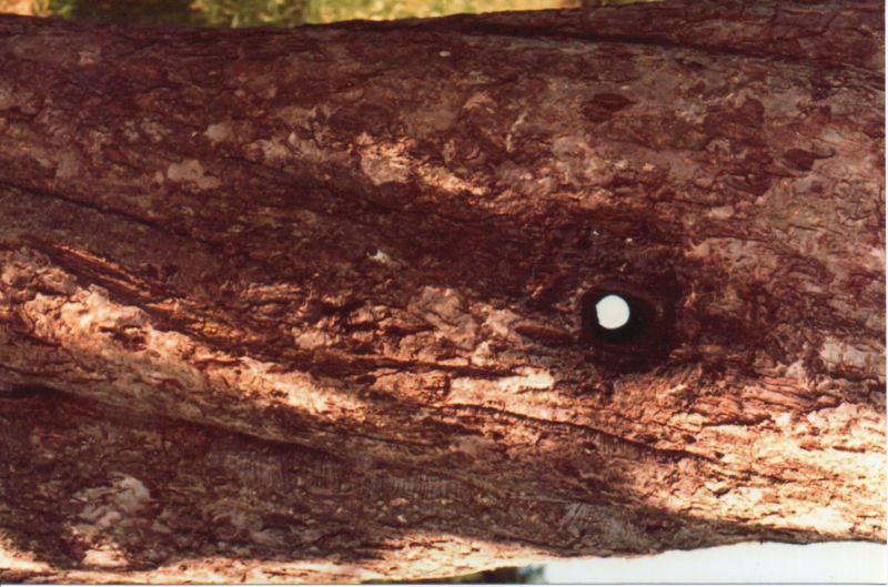 File:Meier20210126 15274179.jpg