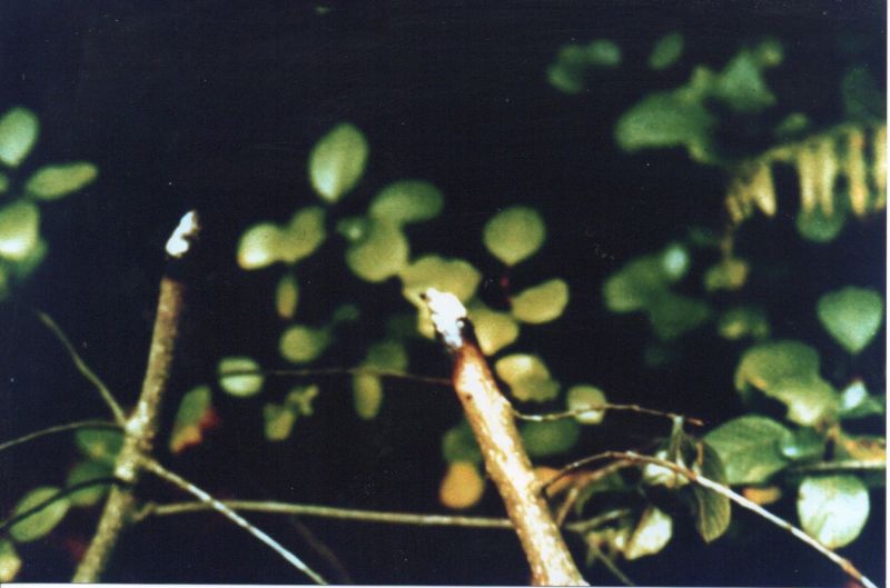 File:Meier20210126 15190110.jpg